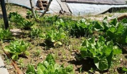 红瓜群众吃瓜视频,揭秘娱乐圈幕后故事