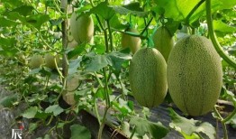 瑾辰吃瓜,揭秘娱乐圈背后的那些事儿