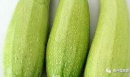 早上吃小白瓜,唤醒健康生活新篇章