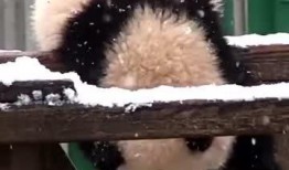 小熊上树吃瓜版,趣味盎然的森林冒险记