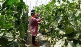 红瓜群众吃瓜视频,揭秘娱乐圈幕后故事