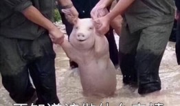 肾病可以吃猪瓜,猪瓜的营养与食疗价值