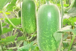 吃瓜0502,一场网络热议背后的真相