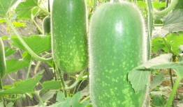 吃瓜0502,一场网络热议背后的真相