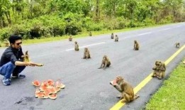 社交距离吃瓜视频,揭秘网络视频的社交新现象