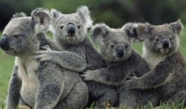 考拉妈咪山姆吃瓜,揭秘萌宠的欢乐时光