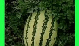 吃瓜要选好地方,揭秘最佳“瓜地”选择指南