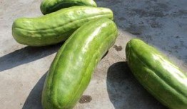 吃的脆瓜,夏日清新美食之旅