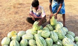 石狮哪里可以摘瓜吃,体验田园采摘乐趣