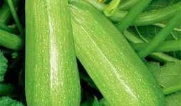 西葫芦瓜炒着吃,西葫芦瓜炒制秘籍