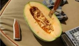 瓜哥吃的是啥瓜,揭秘他钟爱的神秘瓜类