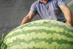 吃瓜重3斤,揭秘那颗重达3斤的神奇瓜果