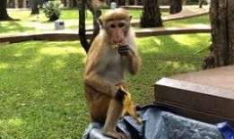 猴王吃瓜目标,瓜果盛宴背后的奇幻冒险