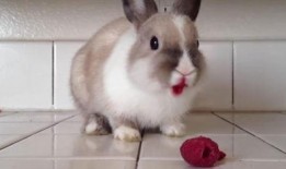 兔子吃瓜的图片,兔子与瓜果的欢乐时光