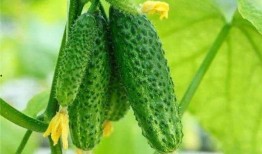 熟吃瓜,口感与营养的双重享受