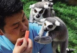 动物吃瓜合集,一场别开生面的美食之旅