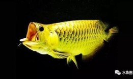 龙鱼吃角瓜,揭秘角瓜成为龙鱼新宠的秘密