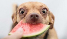 狗狗吃瓜观众,萌宠视角下的娱乐盛宴