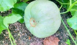 三月瓜吃达,探寻达生之道的自然智慧