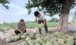 鹤壁森林半岛吃瓜,揭秘网红吃瓜圣地背后的故事