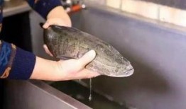 高邮人吃瓜,探寻地方特色美食的魅力