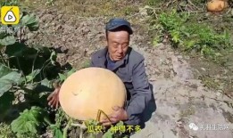 礼县吃瓜事件,一场引发社会热议的网络风波