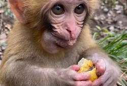 图图吃小瓜,趣味横生的夏日美食之旅