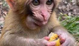 图图吃小瓜,趣味横生的夏日美食之旅