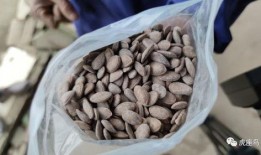 吃瓜13号,一场网络热议背后的真相