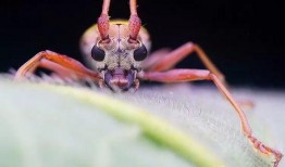 瓜哥吃瓜昆虫图片,昆虫世界里的美食奇观