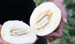 阎良区吃瓜,品味夏日田园风情