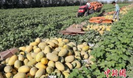 孕妇在大树摘瓜吃,一场意外的自然分娩奇遇