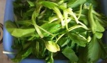 吃小吊瓜好吗