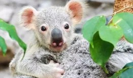 考拉妈咪山姆吃瓜,揭秘萌宠的欢乐时光