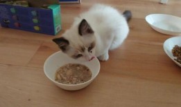 布偶可以吃网纹瓜吗,网纹瓜可否成为其美食？