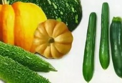 夏季外景吃瓜照片真实,瓜香四溢——外景吃瓜瞬间记录