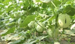 瓜州吃瓜事件,一场引发热议的网络狂欢