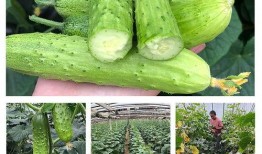 孕妇在大树摘瓜吃,一场意外的自然分娩奇遇