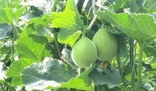 今天吃瓜好甜啊