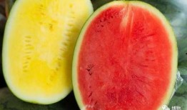 高级吃瓜老头,揭秘高级吃瓜老头的智慧生活