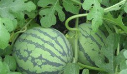 孕妇可以吃丰收瓜