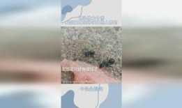 蚂蚁会吃瓜么,揭秘蚂蚁吃瓜之谜