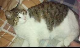 吃瓜的猫1,一场网络热传的趣味事件深度解析