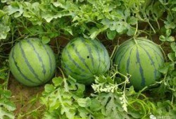 果断吃瓜,揭秘娱乐圈那些不为人知的幕后故事