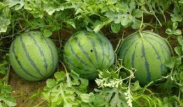 果断吃瓜,揭秘娱乐圈那些不为人知的幕后故事