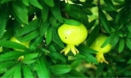 会理吃瓜视频,揭秘当地特色美食与风土人情