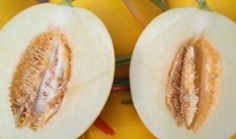 香瓜熟了过来摘瓜吃,丰收时节共享美味