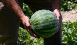 书瓜怎么吃,解锁传统美食新境界