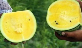 吃瓜暴甜恋,爱情甜蜜如蜜