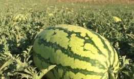 南京吃瓜的地方,探寻吃瓜群众的必打卡地